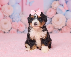 Laley Mini Bernedoodle